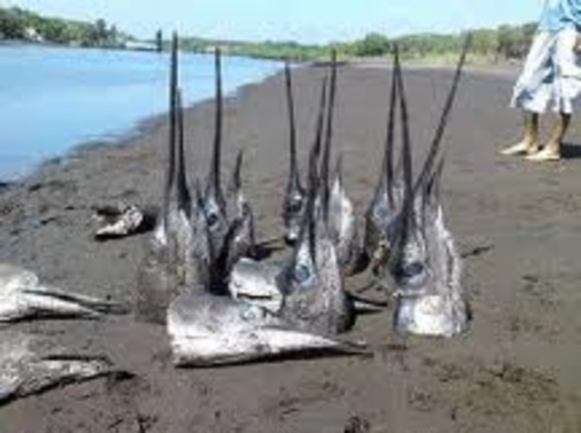 Reglamento interno de la unidad de manejo de la pesca y acuicultura.