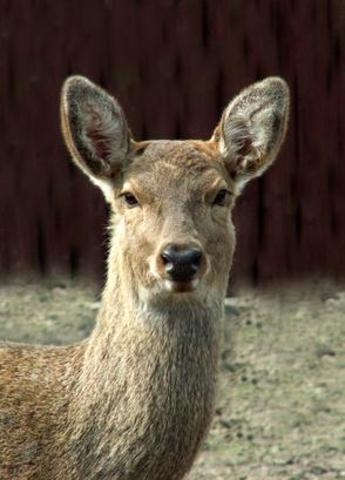 Regulations on deer hunting imposed in Newport, Rhode Island