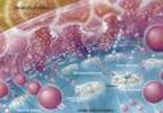 Los neurotransmisores