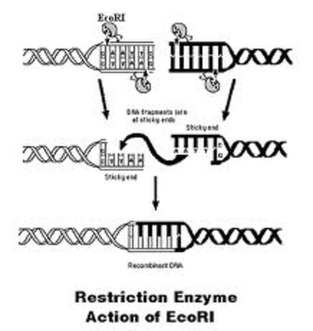 Enzymes and DNA