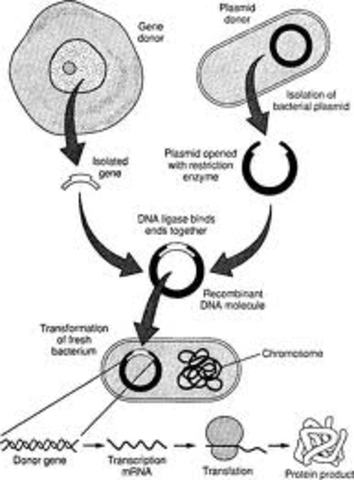 The First Recombinant DNA Molecules