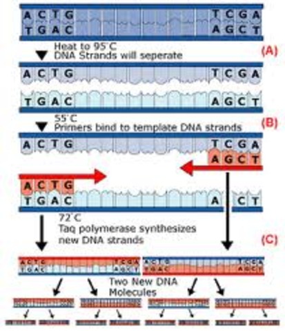 Polymerase Chain Reaction