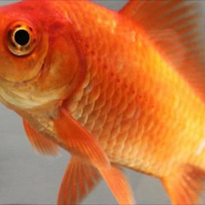 Timeline: The Timeline of Sam