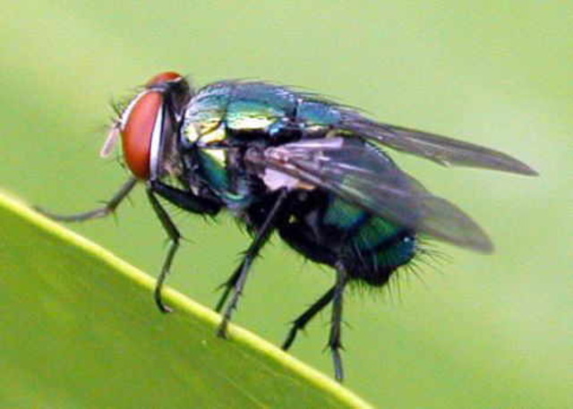 Blowflies
