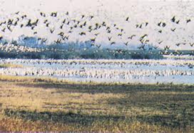 Migratory bird treaty