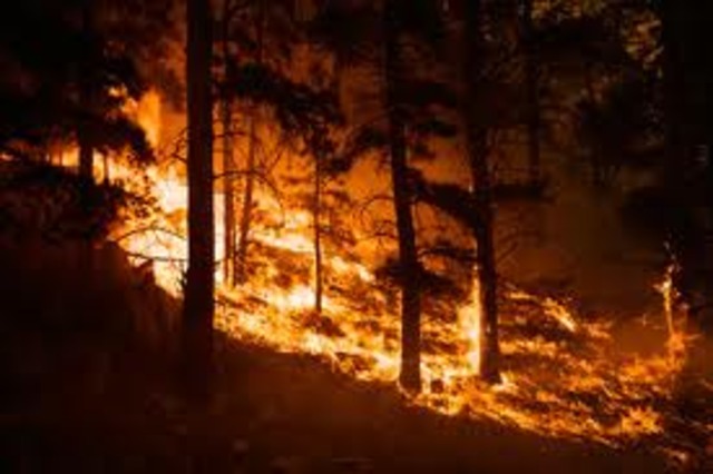 Burning Forests