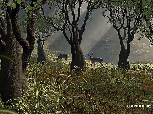 Only 500,000 deer in North America, and those were hidden in dense swamps.