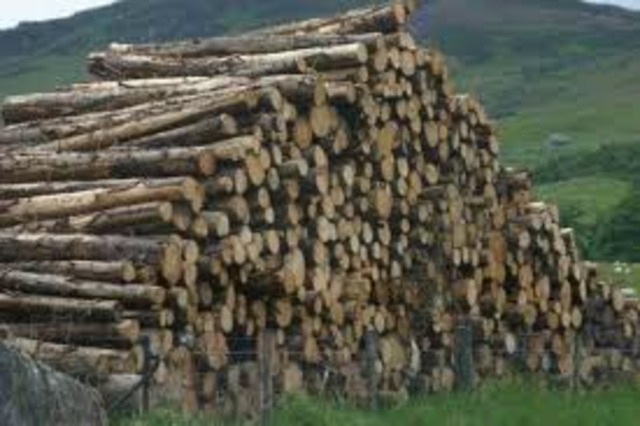 The American Forestry Association