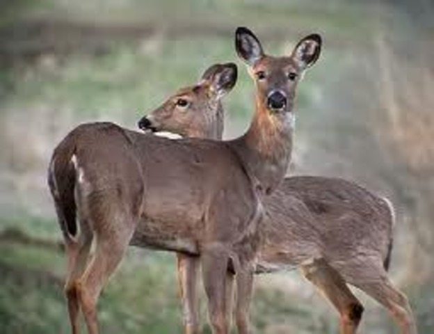 only 500,00 deer in North America