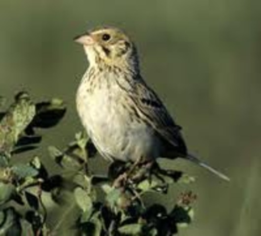 Migratory Bird Treaty Act passed