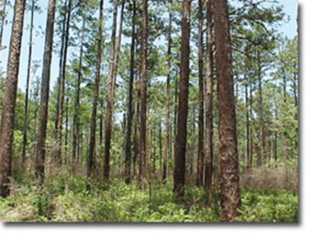 Plymouth colony passed America's first ordinance controlling the sale of timber