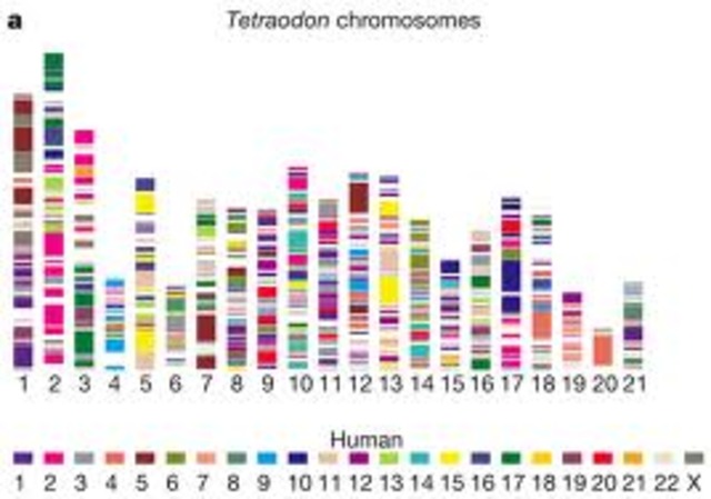 Human Genome Project