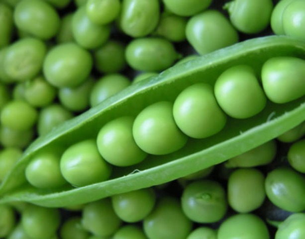 Gregor Mendel begins his study of hybridization and inheritence by studying some 29,000 pea plants.