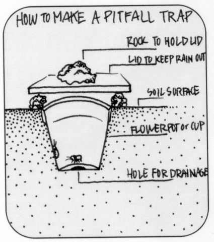 Rainsford Makes a Pitfall Trap and Kills A Dog!