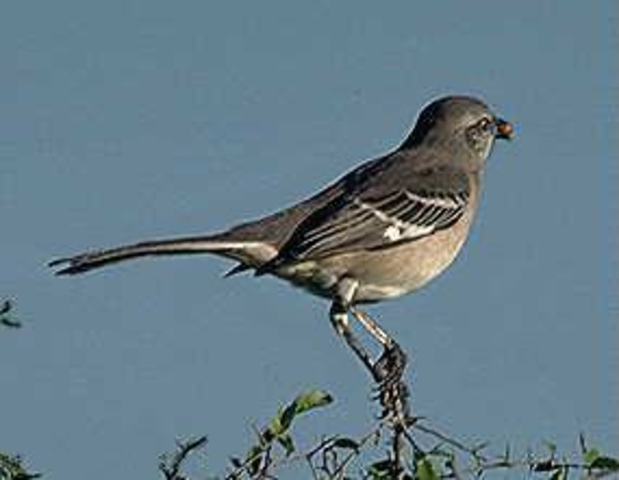Federal Migratory Bird Treaty Act passed