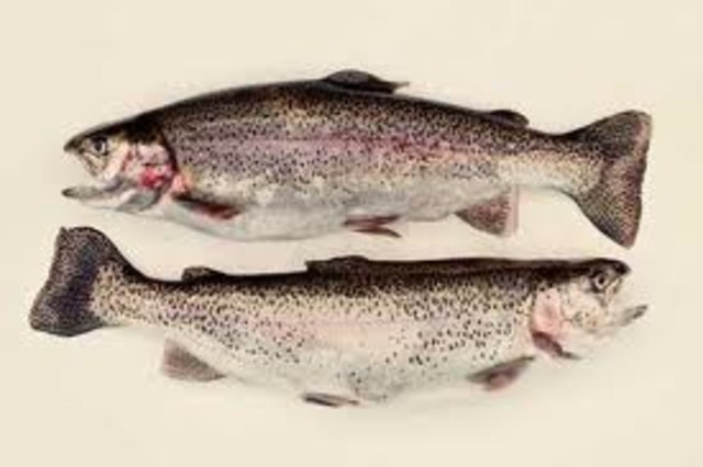 U.S. Fish and Wildlife Service of the Department of Interior established