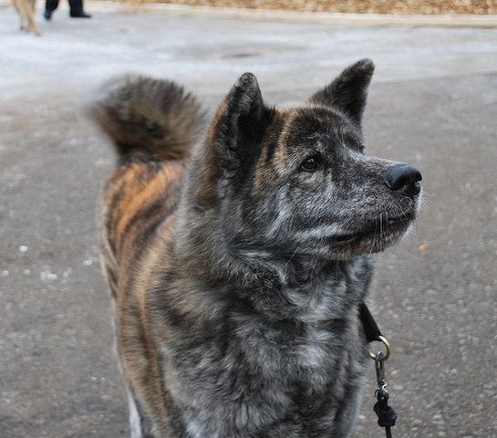 My mom and I got our dog Venus.  She was an Akita.