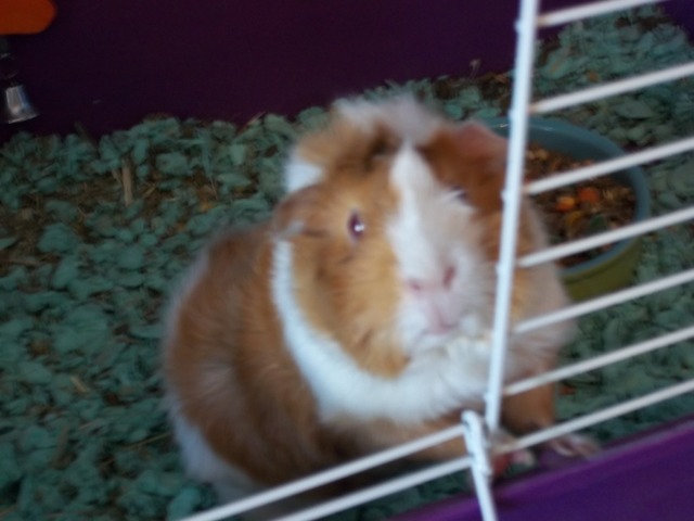 The arrival of my guinea pig.