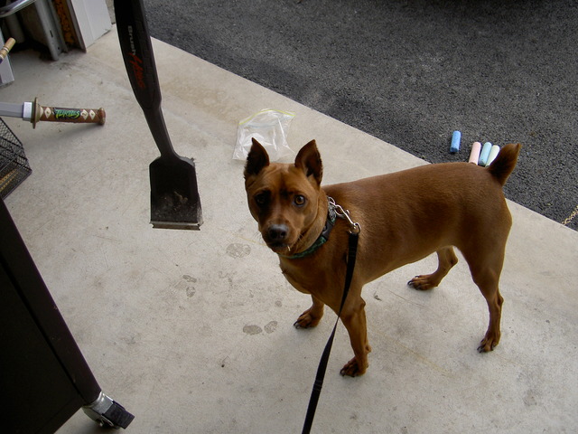 We get our dog, Reddy.