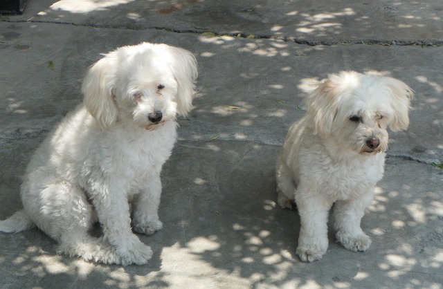 Cursos de adiestramiento canino