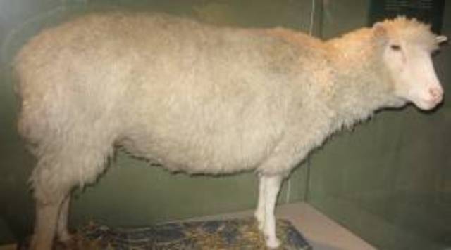 Dolly the sheep becomes the first mammal cloned from an adult cell