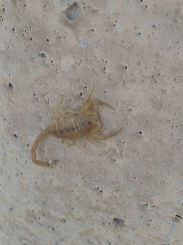 While watching tv, I was stung by a scorpion. It tickled. The scorpion apologized and died.