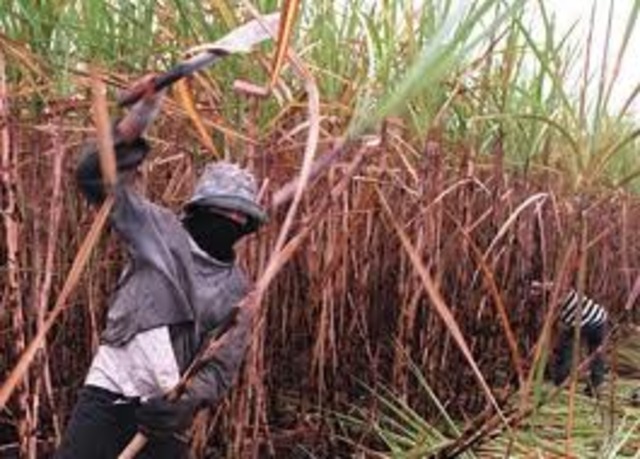 Where Sugar Cane Started: New Guinea, 8000-7000 B.C