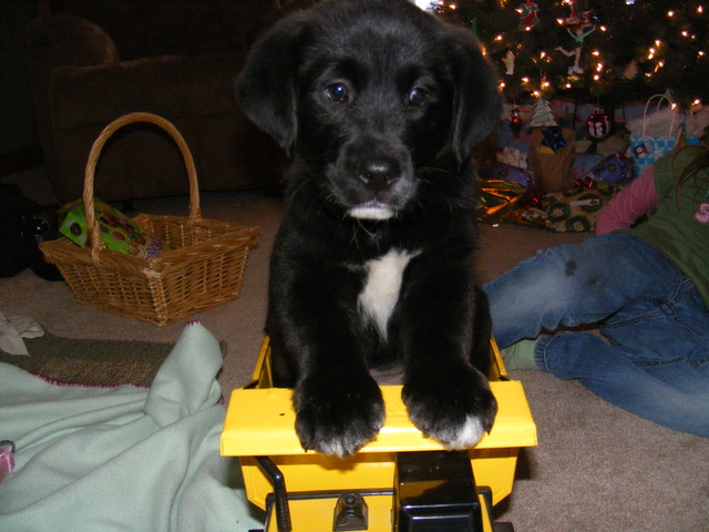 When We Got Our Dog Prancer