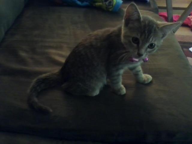 got a cat named sarah