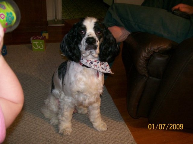 got a dog at my dads house