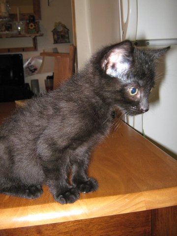 I got my cat named midnight