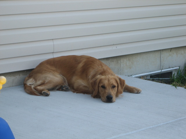 My grandparents got their dog.