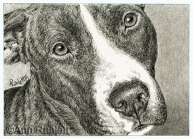 Got Rukkus, my bull terrior mix