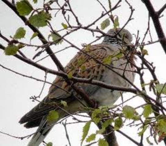 Formation of the Royal Society for the Protection of Birds