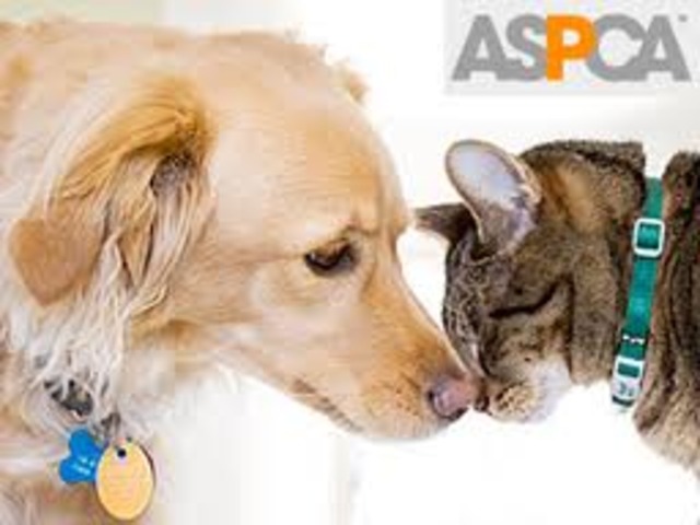 American Society for the Prevention of Cruelty to Animals