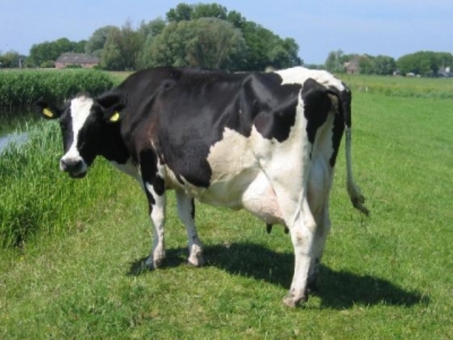 Sell best Cow