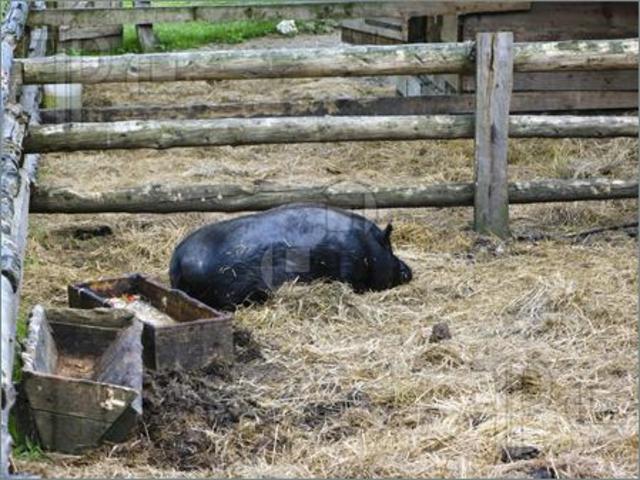 PIGSTY.