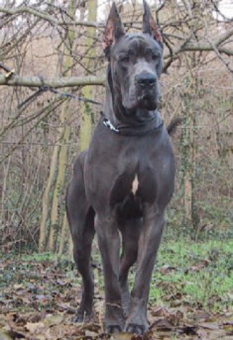 entramos a la casita embrujada