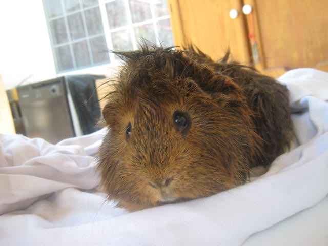 Watched G-Force and end up getting a guinea pig :D
