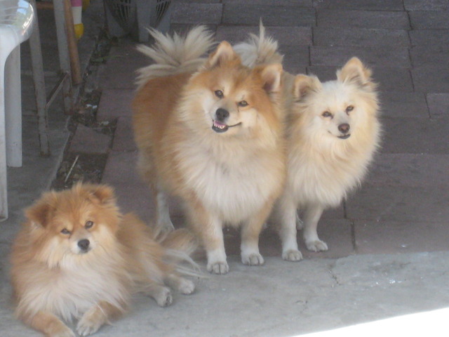 My dog gave birth to cute puppies :)