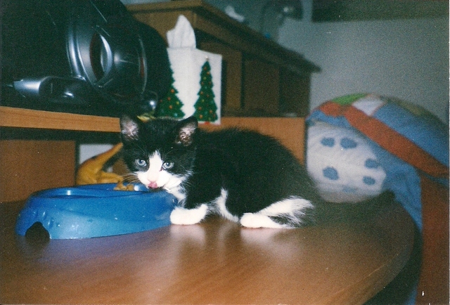 The day I got my cat, Oreo.