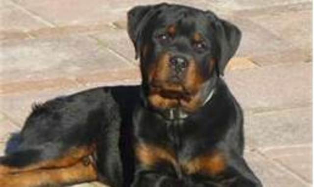 My first dog Vesta, aka Dot Dog, arrived before i did.