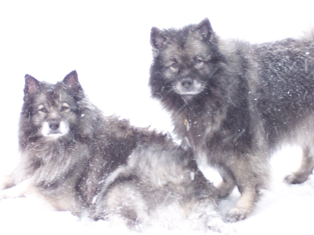 one of the last days i spent with my dog Tazz