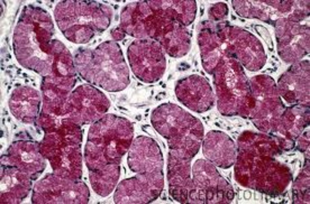 Identification of salivary amlyase