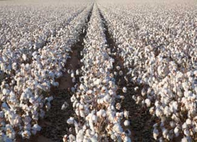 Cotton trend booms