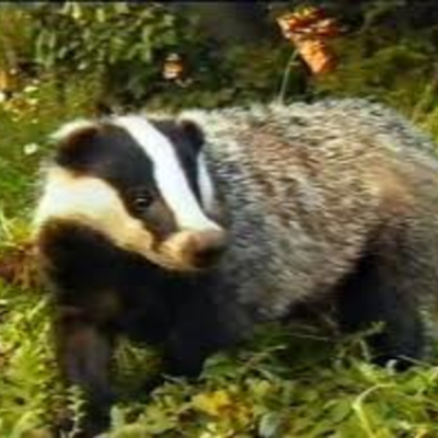 Timeline: Marlfox  Brian Jacues