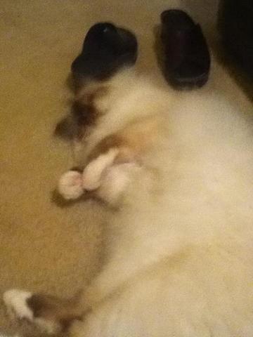 I got my cat and named him Buddy