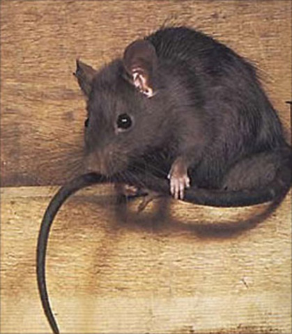 1665 Great Plague in London: