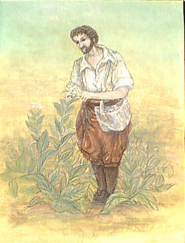 Tobacco culture perfected in Virginia.