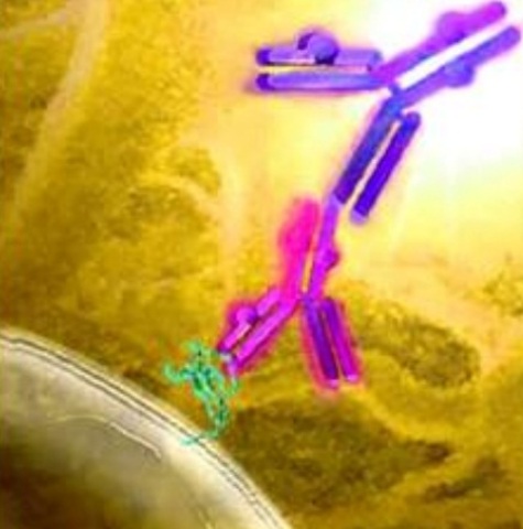 El cuerpo produce antitoxinas